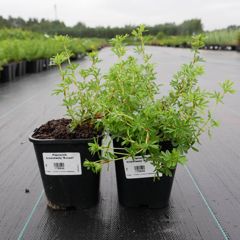 Pięciornik krzewiasty 'Sunset' (C2)