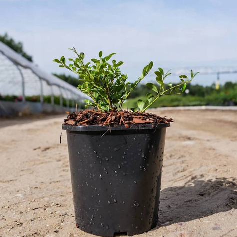 Ostrokrzew bukszpanowy karbowanolistny Glory Gem (P9)