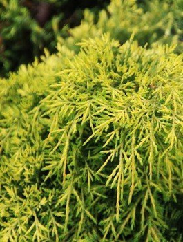 Jałowiec pośredni King of Spring (P9)