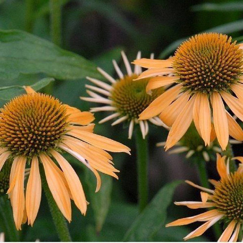 Jeżówka Harvest Moon Soczyste Mango (C2)