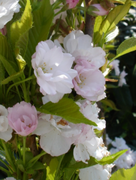 Wiśnia Piłkowana Amanogawa Kolumnowa