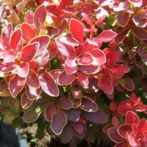 Berberys thunberga Špaček (Red Bird) (C2)