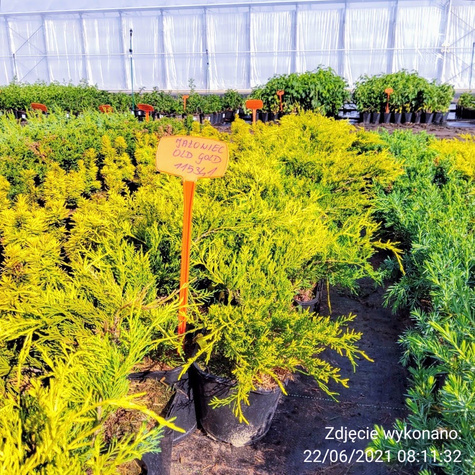 Jałowiec pośredni Old Gold (C2)