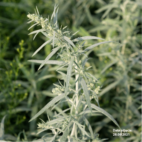 Bylica Schmidta Silver Mound (C2)