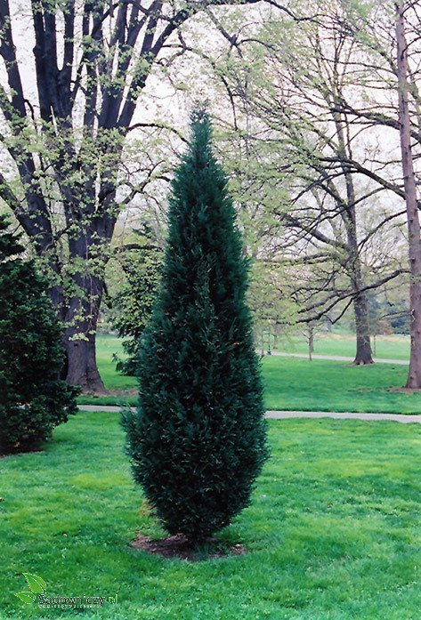 Cyprysik lawsona Pembury Blue