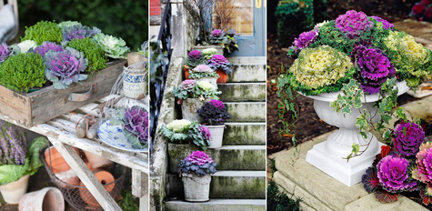 Kapusta Ozdobna kremowo-różowa wysoka