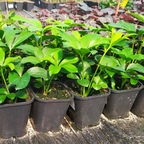 Ciemiernik wschodni Double Ellen Red (C2)