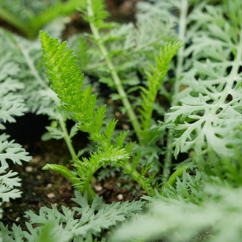 Krwawnik pospolity Desert Eve Yellow (C2)