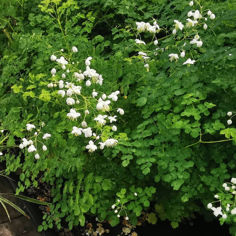 Rutewka Delavay'a Album (C2)