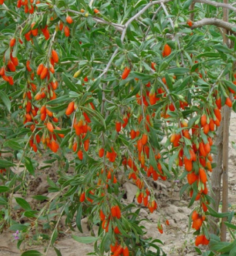 Jagoda Goji Kolcowój Korean Big