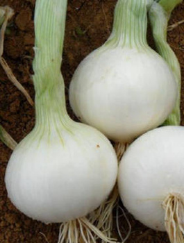 Cebula biała Agra zimująca 100g