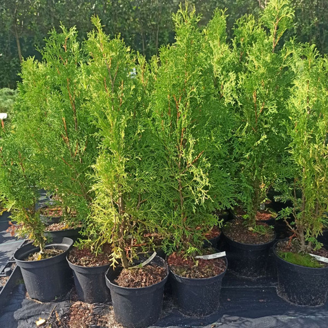 Thuja Tuja Żywotnik zachodni 'Zákány Sövény'