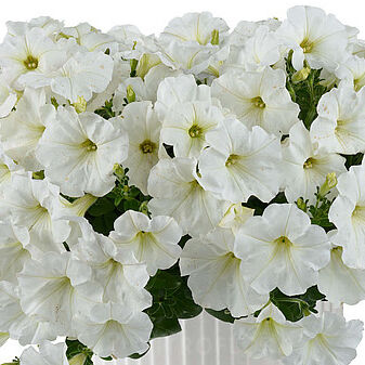 Surfinia biała z żyłkowaniem Capella White Imp.