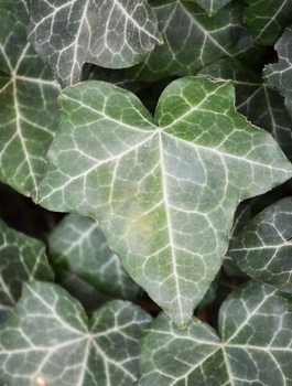 Bluszcz pospolity Thorndale (C2)