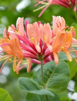 Wiciokrzew hecrota American Beauty pachnący (C2)