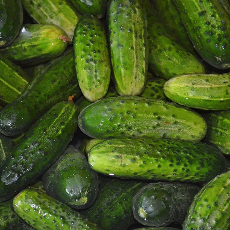 Ogórek gruntowy Borus mieszaniec F1 wczesny konserwowy/kwaszeniak 100g