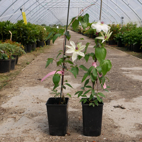 Powojnik Clematis wielkokwiatowy Matka Urszula Ledóchowska