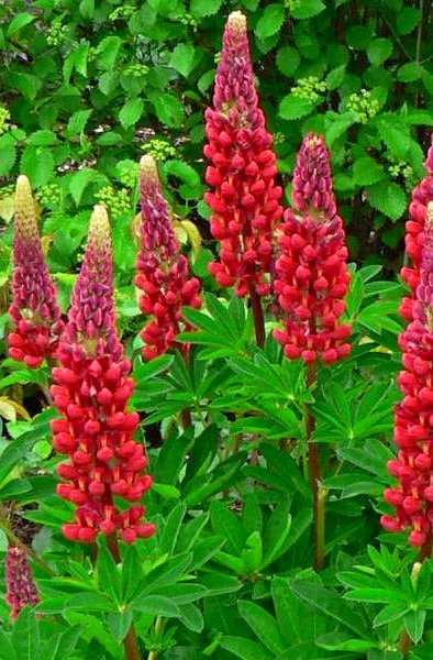 Łubin trwały czerwony