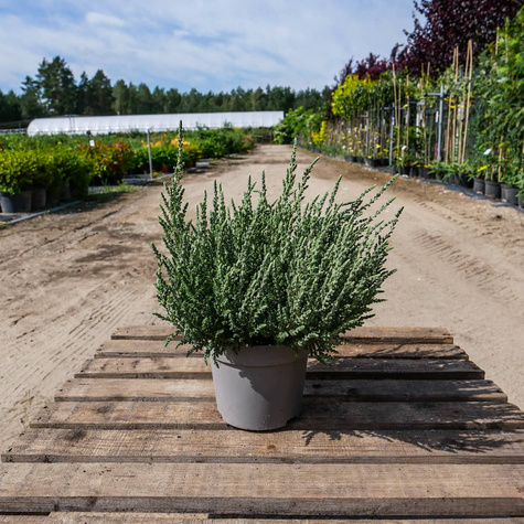 Wrzos pospolity biały kwiat liście srebrno-zielone sadzonki