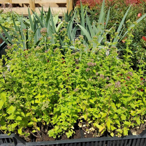 Lebiodka pospolita Oregano Cytrynowe Aureum (P9)