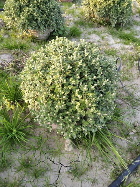 Chryzantema drobnokwiatowa żółta DUŻA ROŚLINA