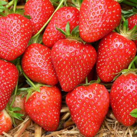 Truskawka Hossa powtarzająca owocowanie sadzonki 10 szt