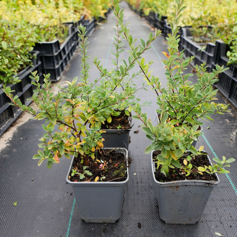 Tawuła nippońska Snowmound (P9)