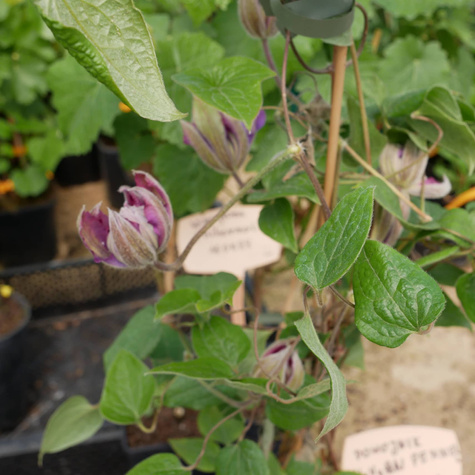 Powojnik Clematis wielkokwiatowy pełny Vyvyan Pennell (C2)