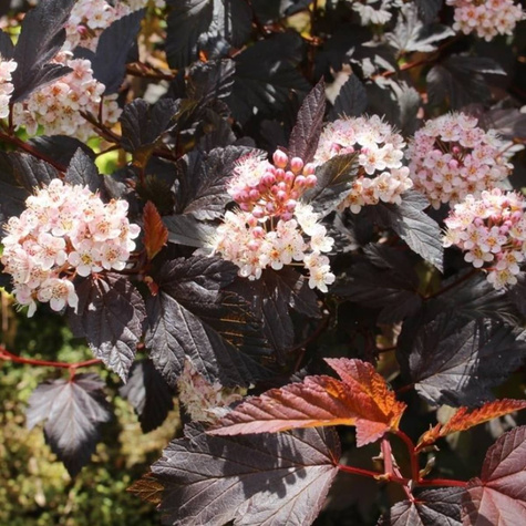 Pęcherznica kalinolistna Diable d'Or Mindia (C2)