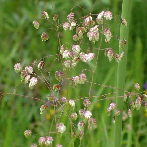 Drżączka średnia (C2)
