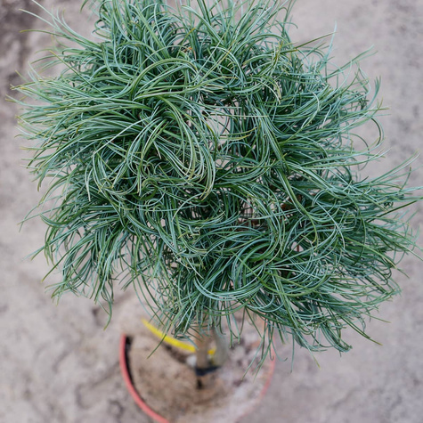 Sosna wejmutka Green Twist szczepiona Pa40