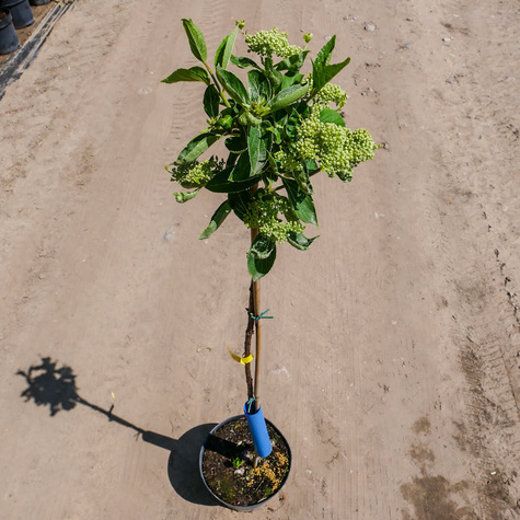 Hortensja Prim White szczepiona na pniu