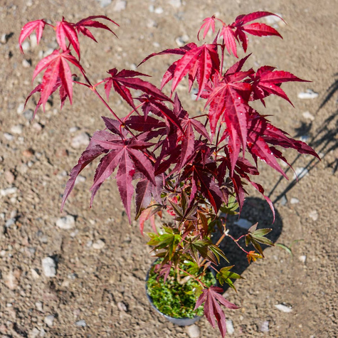 Klon palmowy Atropurpureum (C2)