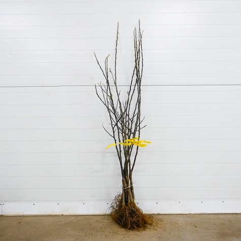 Jabłoń Jeronimo Red Delicious Plant Pack