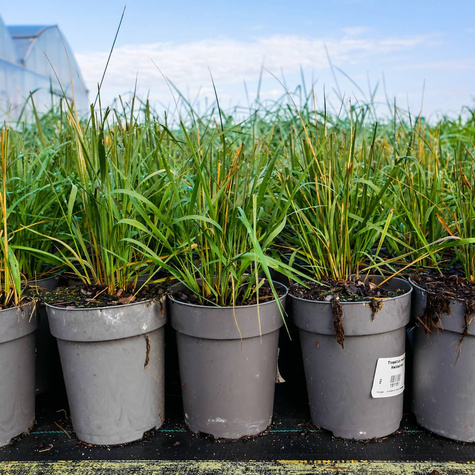 Trzęślica modra Heidebraut