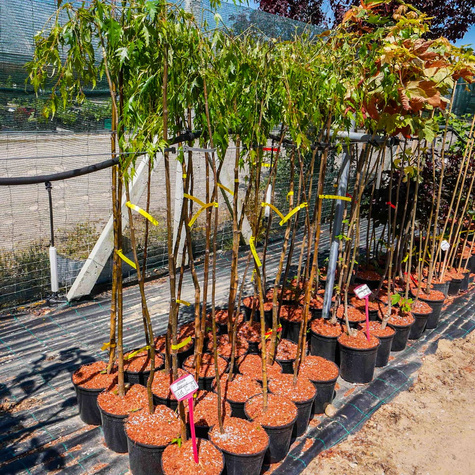 Brzoza brodawkowata Gracilis szczepiona na pniu