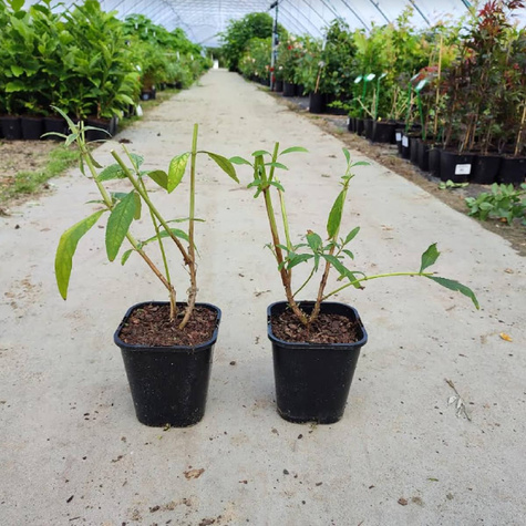 Budleja Dawida Border Beauty (C2)