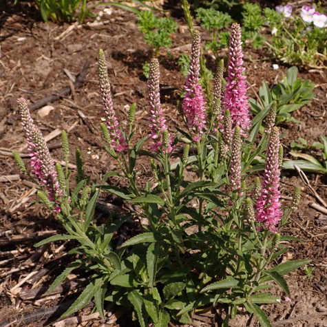 Przetacznik kłosowy różowy (P9)