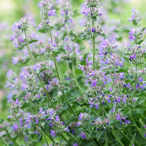 Kocimiętka odstraszająca komary 0,1g Vilmorin