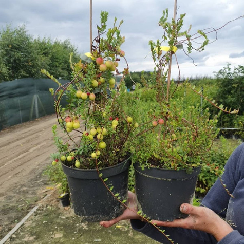 Doniczka produkcyjna 2L plastikowa szkółkarska