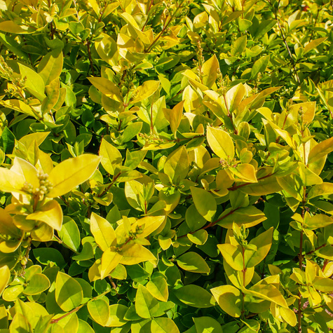 Ligustr Liguster Vicaryi (C2)