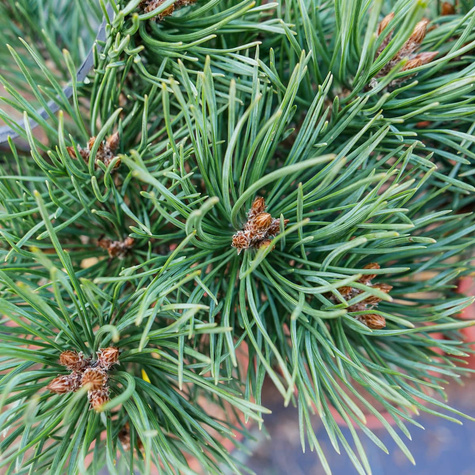 Sosna pospolita Frenshman