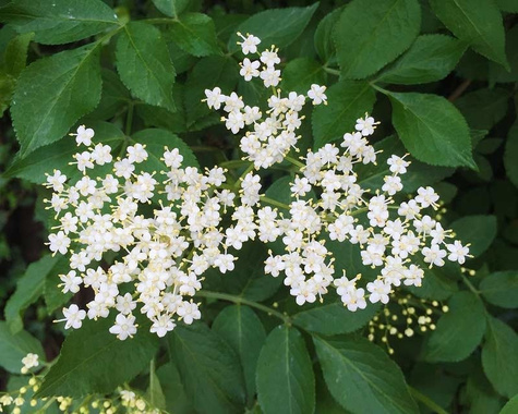 Bez czarny Bez dziki Bzowina czarna Samyl