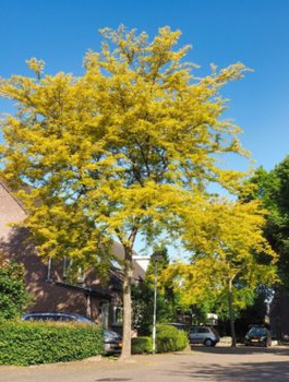 Glediczja trójcierniowa Sunburst (C2)