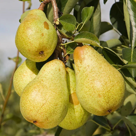 Duo Grusza Konferencja + Bonkreta Wiliamsa Plant Pack