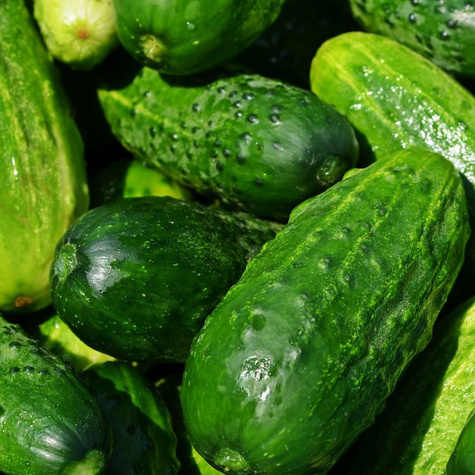 Ogórek gruntowy Borus mieszaniec F1 wczesny konserwowy/kwaszeniak 500g