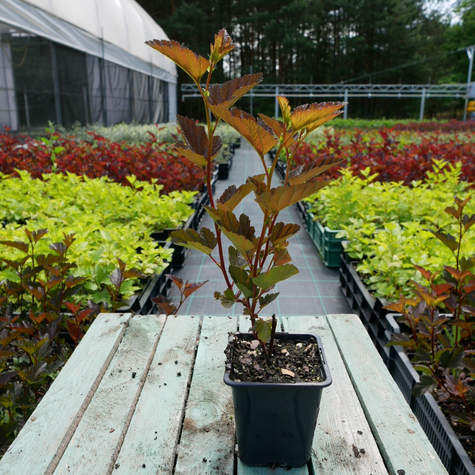 Pęcherznica kalinolistna Schuch (P9)