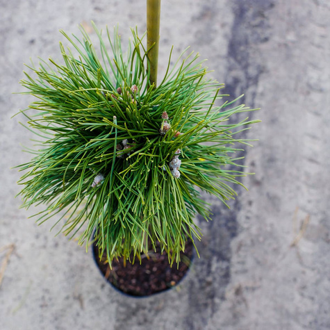 Sosna kosodrzewina Benjamin szczepiona Pa60