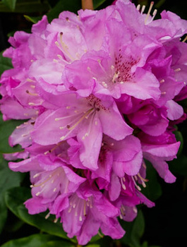 Rododendron Cheer różowy (C2)