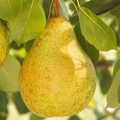 Grusza Paryżanka Plant Pack